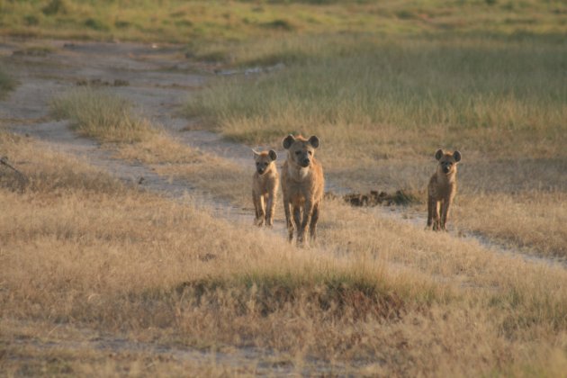 Familie Hyena´s