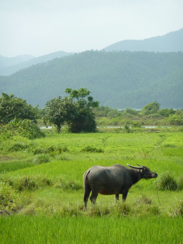 Buffel rust uit