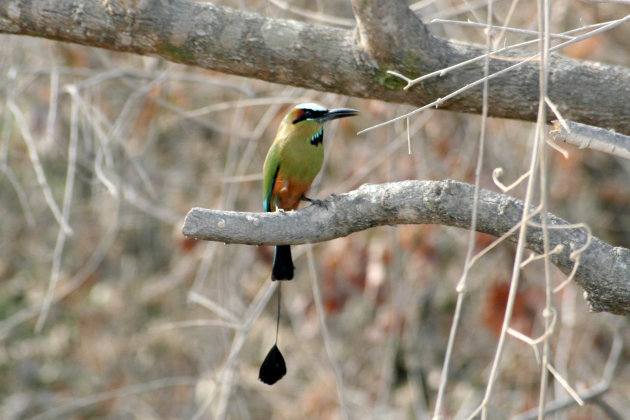 Nationale vogel van Nicaragua