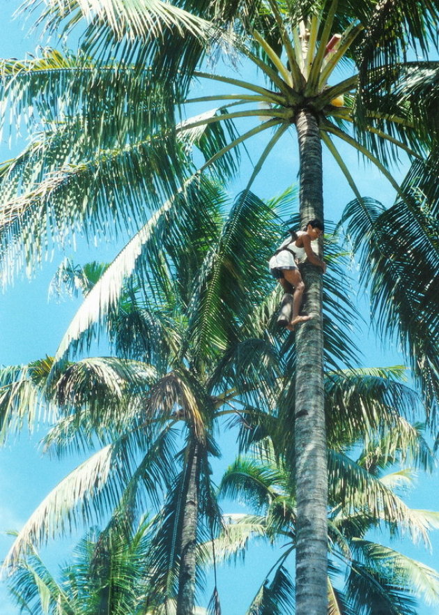 Climbing the coconut tree