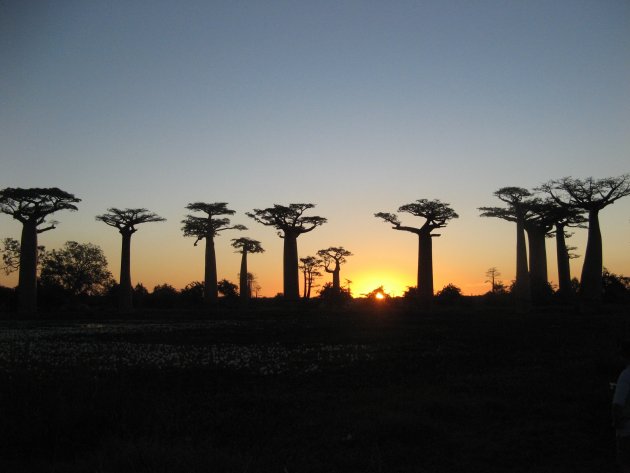 Avenue de Baobab