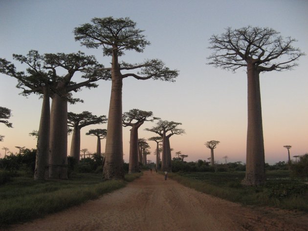 Avenue de Baobabs