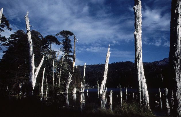 Chili, auracaria gebied