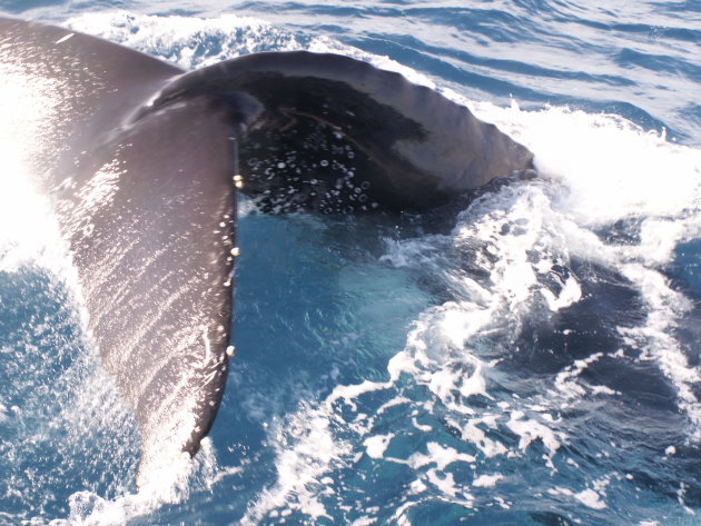 Staart van een Humpback whale