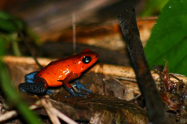 Blue jeans frog