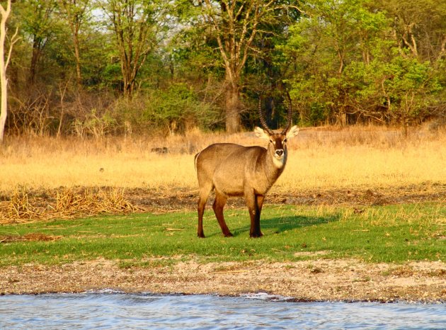 Waterbok