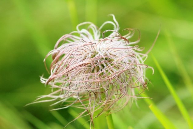 Uitgebloeide bloem in het Kiental