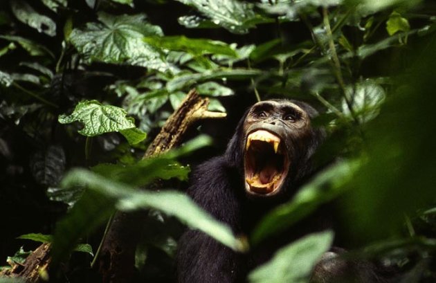 Wilde chimpansee