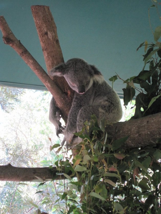 Slapende koala