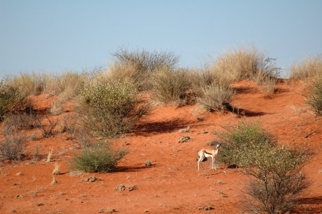 springbokkie in kalahari