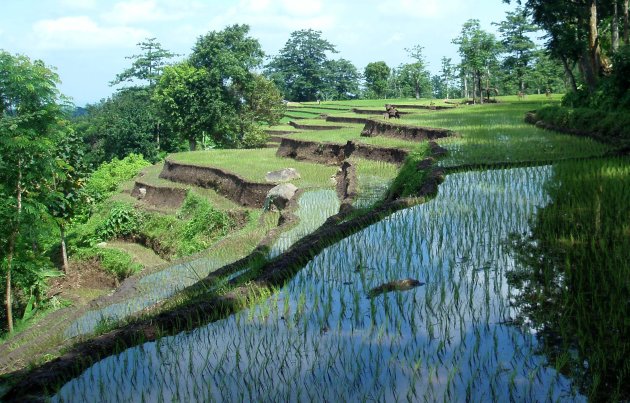 Terrassenlandschap Java