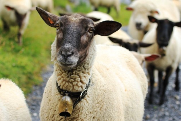 Onnozel zchaap bij de Daubensee (Gemmipas)