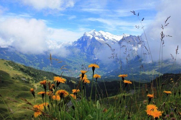 Wetterhorn met alpenbloemen