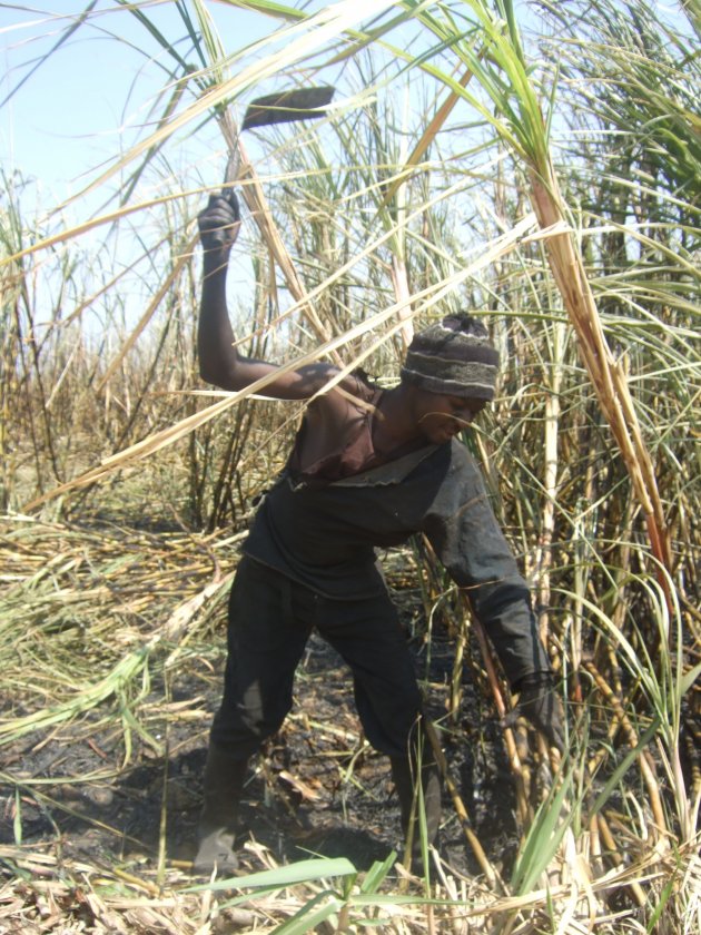 Werken op een suikerriet plantage