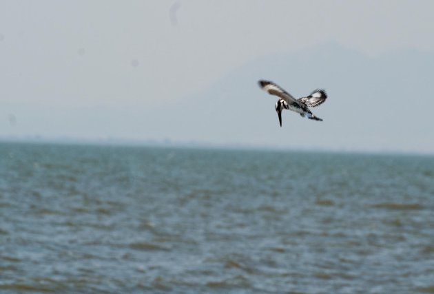 Vissende bonte Ijsvogel