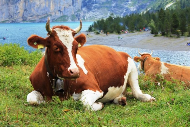 Alpenkoe bij de Oeschienensee