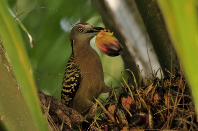 Palm specht(Hispaniola specht)