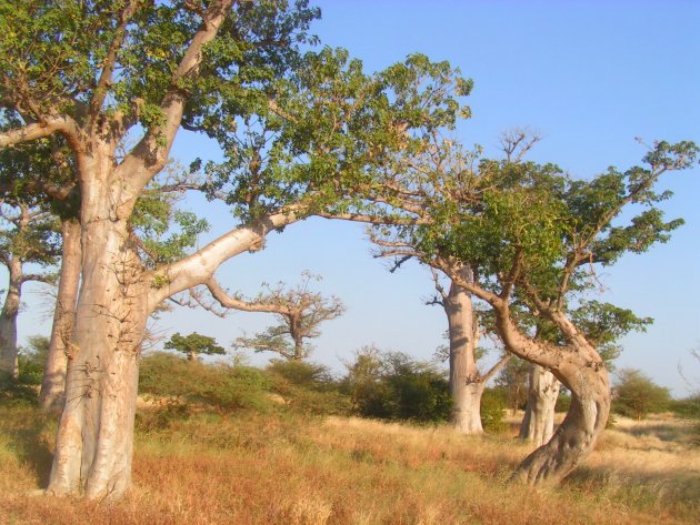 sierlijke baobabs dansen de tango