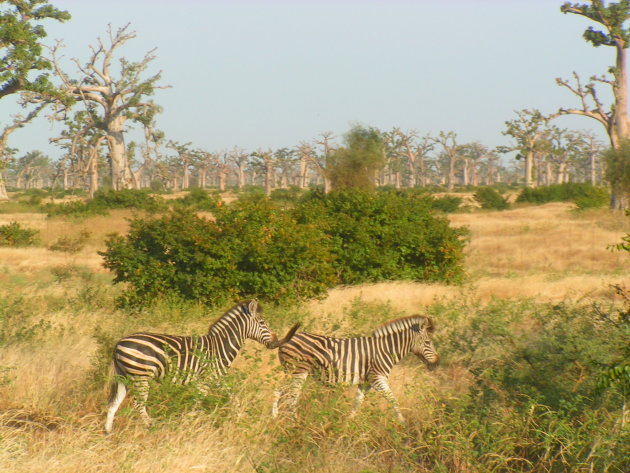 Grijs van de Baobabs