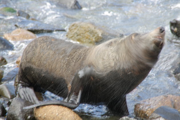 sealion schud zich uit.