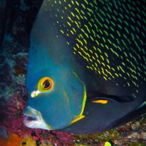 '279594' door Angelfish