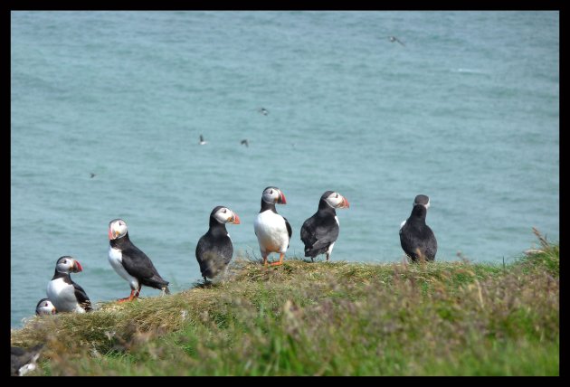 Puffins kolonie