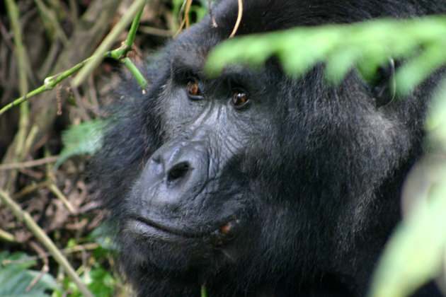 Gorilla tracking in Bwindi impenetrable National park