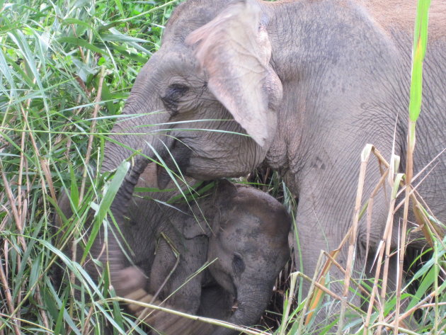 Wilde olifanten op Borneo