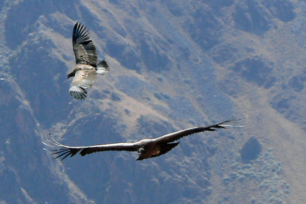 2 condors in de Colca Canyon