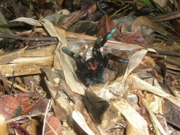 Tarantula komt uit z'n hol