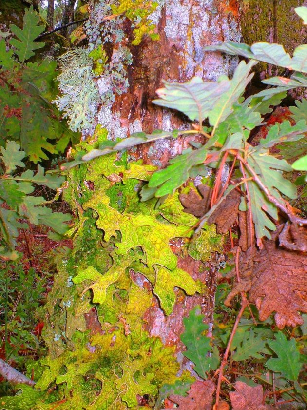 Herfst-palet uit Portugal