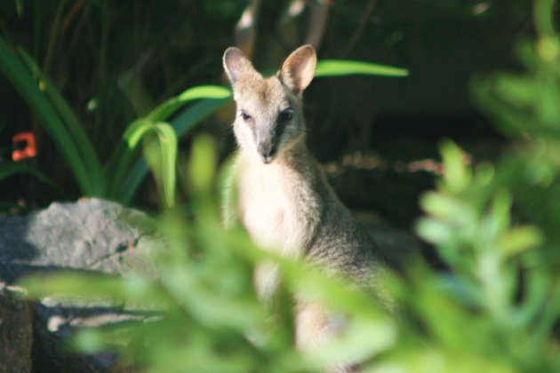 Roo in the bush