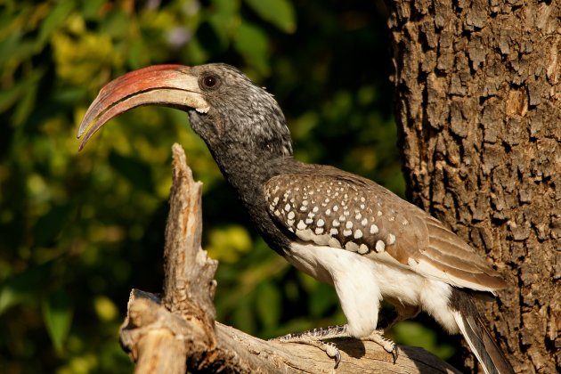 Monteiro's Hornbill