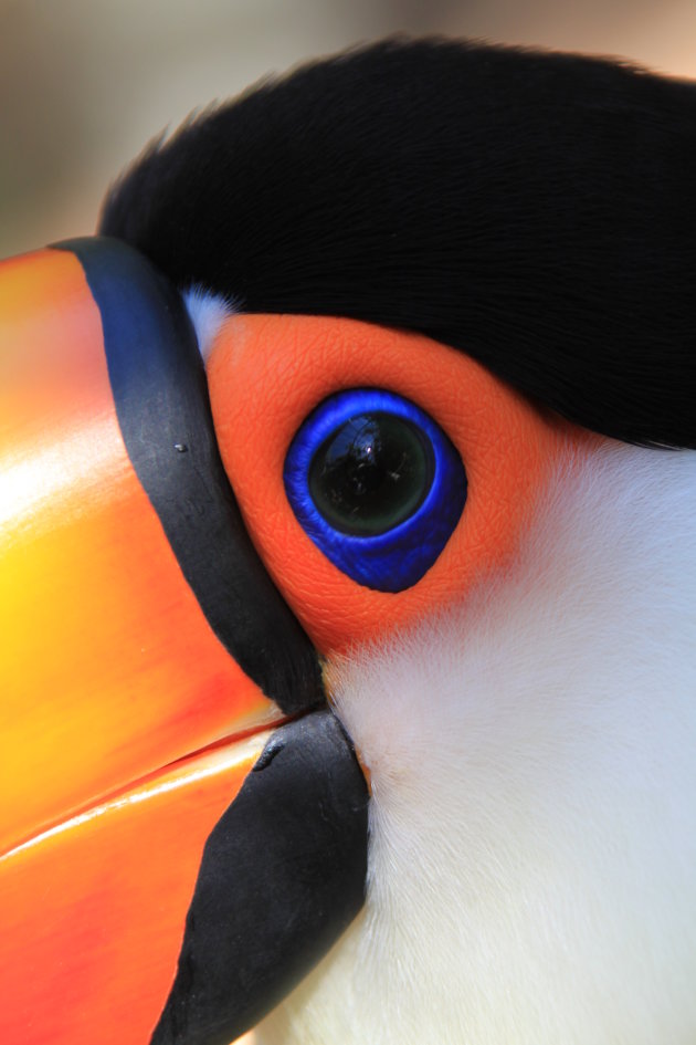 Mr. Toucan