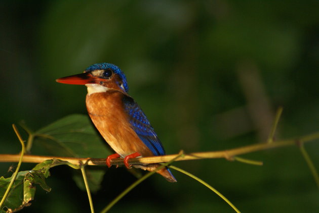 Ijsvogel in Borneo