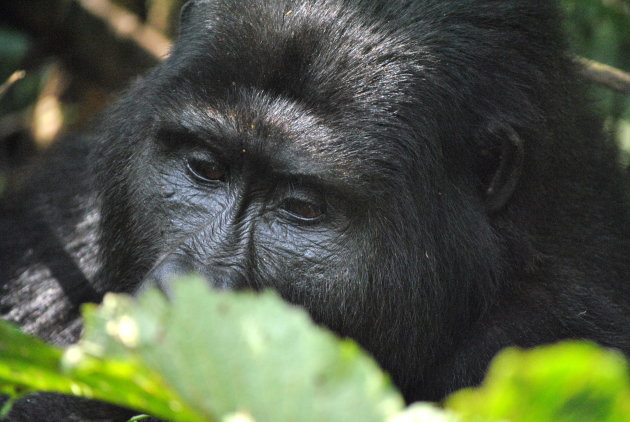 Berggorilla in Bwindi