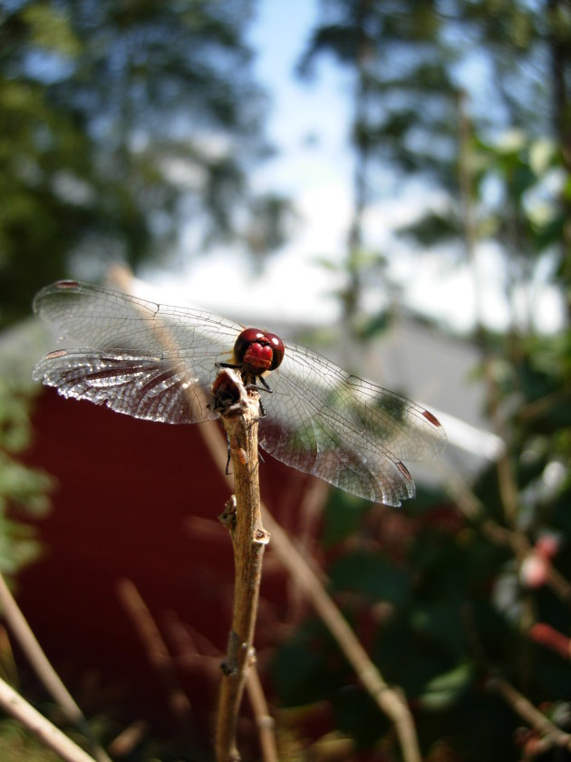 Libelle