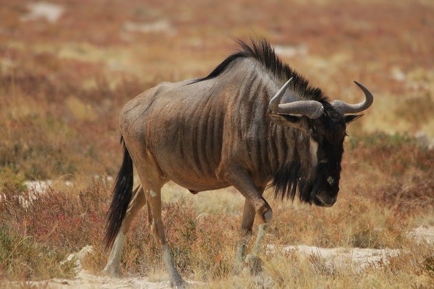 Blue Wildebeest