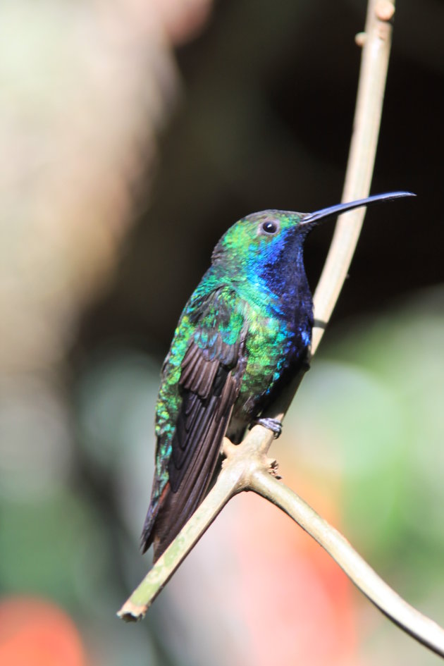 colibri