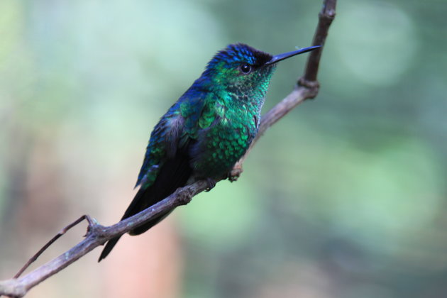 colibri