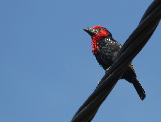 Black-billed Barbet