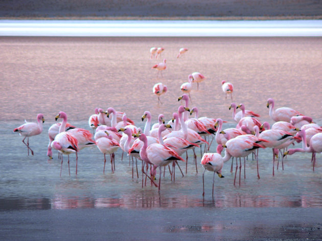 Rood water in de Laguna Colorado, met James's flamingo's erin