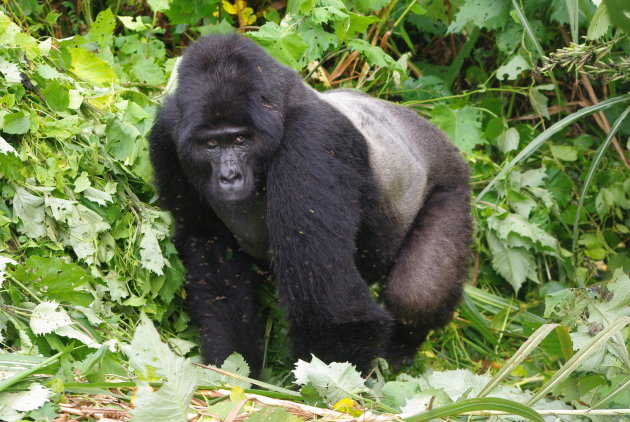 Silverback