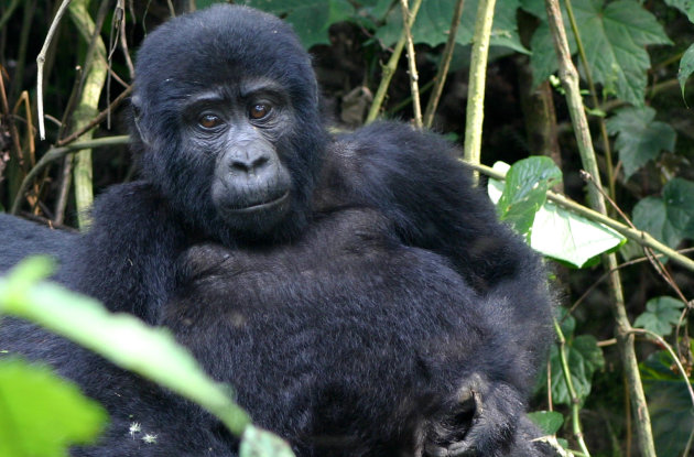 Jonge gorilla