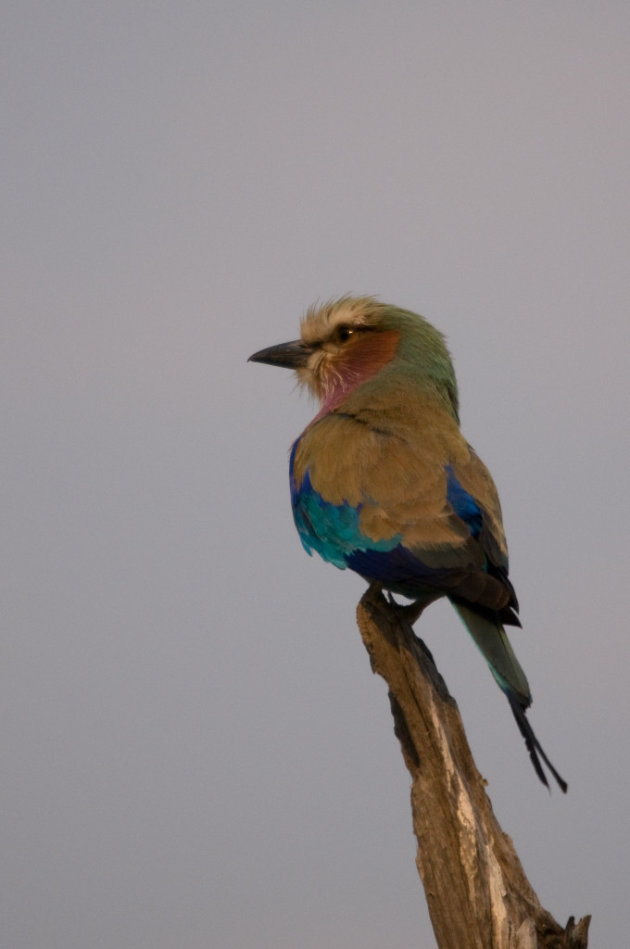 Lilac Breasted Roller