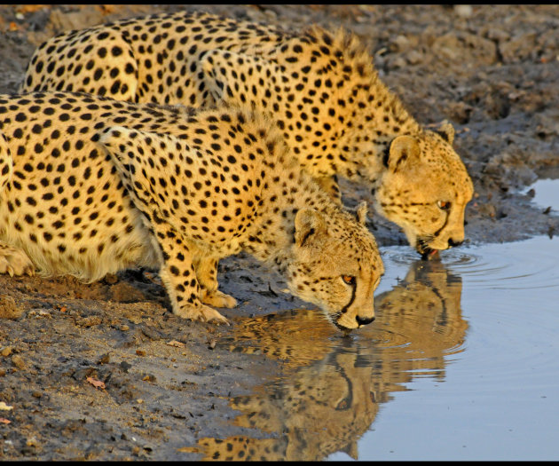 Dorst!