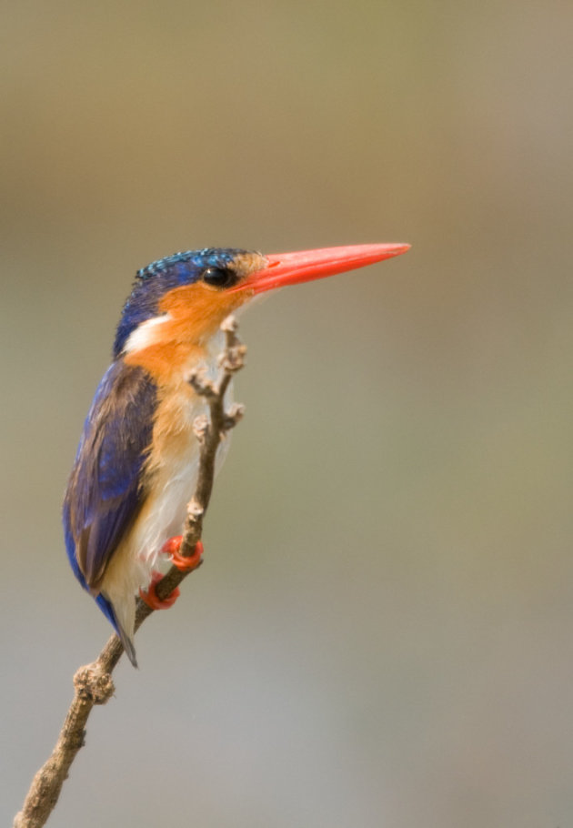 Malachite Kingfisher op de uitkijk