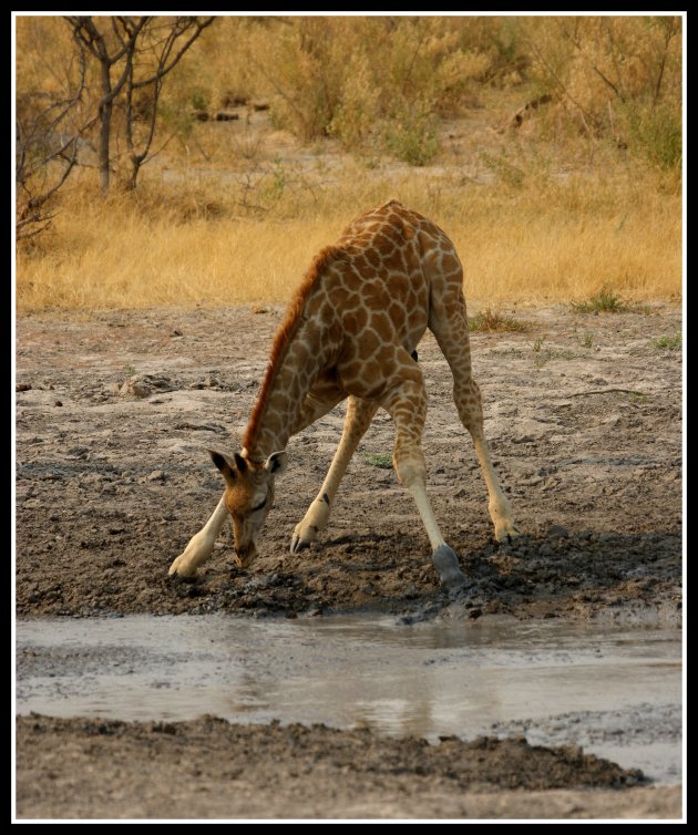 Drinkend girafje