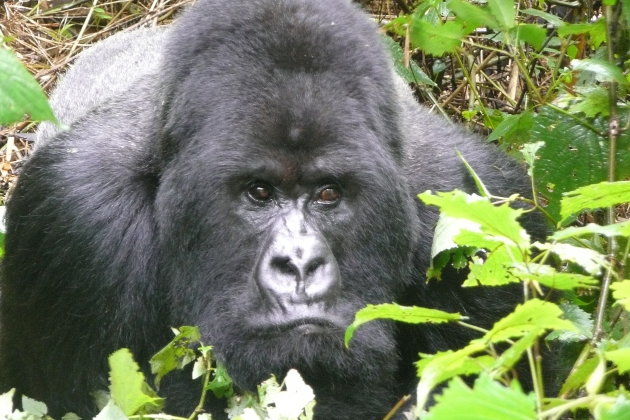 Zilverback gorilla