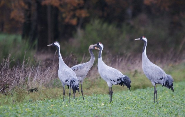 Familie kraan